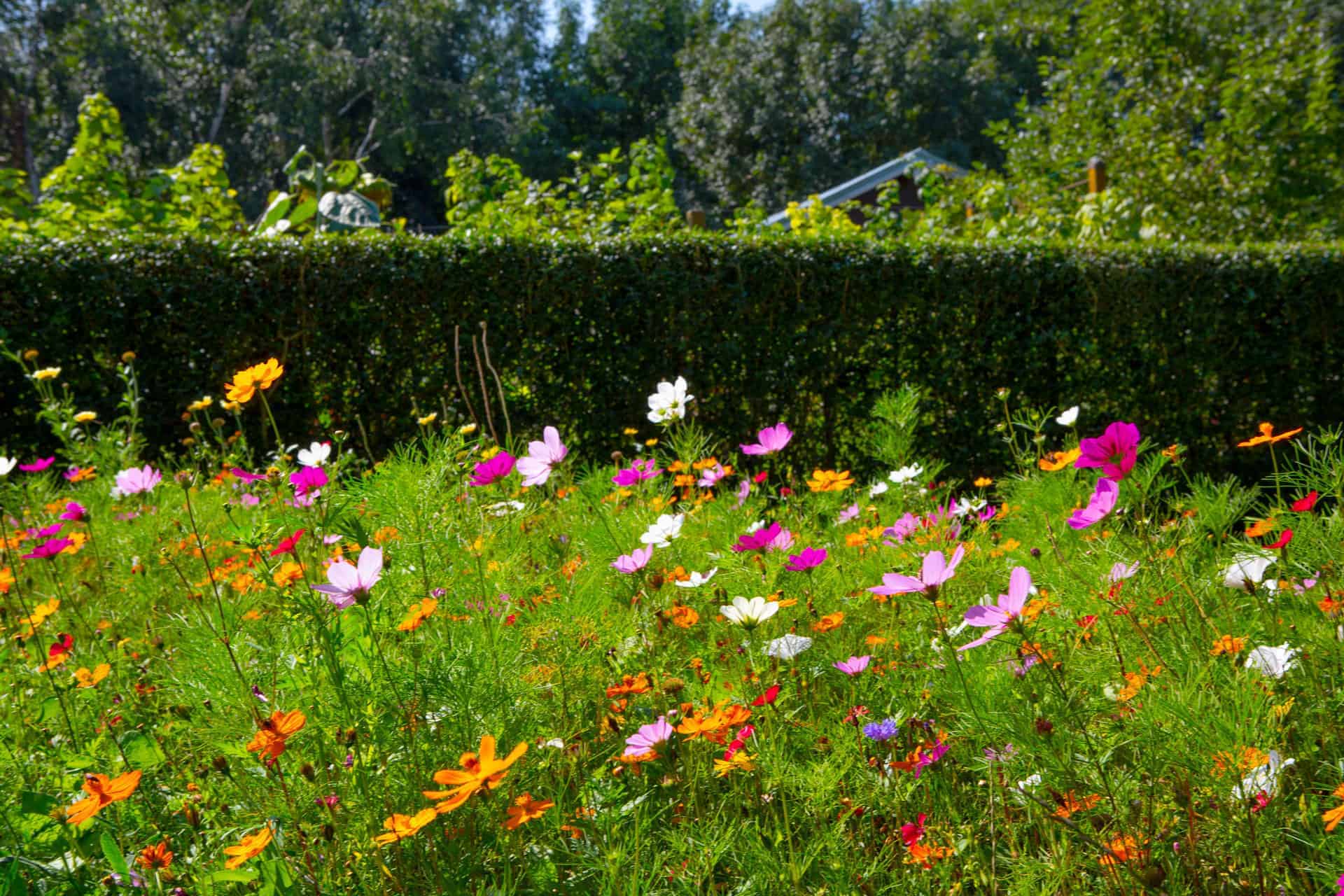 Eine bunte Wildblumenwiese mit verschiedenen Blüten in Pink, Weiß, Orange und Gelb blüht unter der Sommersonne. Im Hintergrund ist eine dichte Hecke mit grünem Laub zu sehen, die die natürliche Umgebung ergänzt.