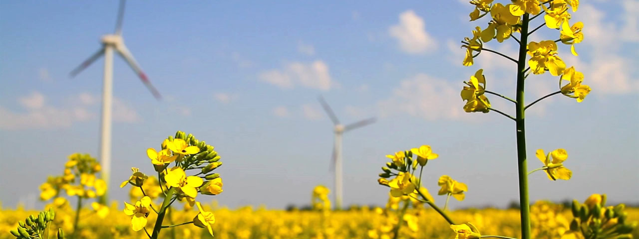 Blühendes Rapsfeld unter blauem Himmel mit sanften weißen Wolken. Im Hintergrund drehen sich Windkraftanlagen und symbolisieren die Verbindung von Landwirtschaft und erneuerbarer Energie für eine nachhaltige Zukunft.